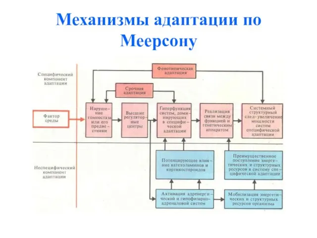 Механизмы адаптации по Меерсону