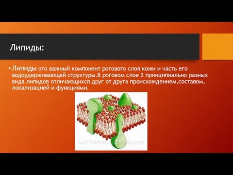 Липиды: Липиды-это важный компонент рогового слоя кожи и часть его