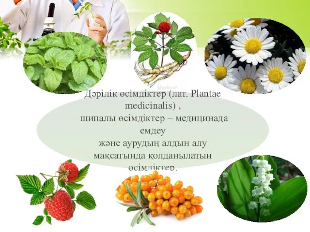 Дәрілік өсімдіктер (лат. Plantae medicinalis) , шипалы өсімдіктер – медицинада