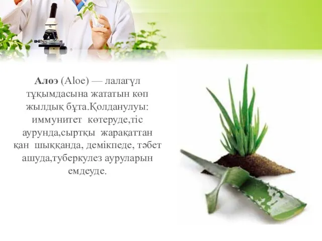 Алоэ (Aloe) — лалагүл тұқымдасына жататын көп жылдық бұта.Қолданулуы: иммунитет