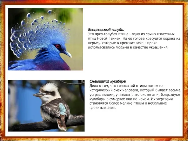 Венценосный голубь. Это ярко-голубая птица - одна из самых известных
