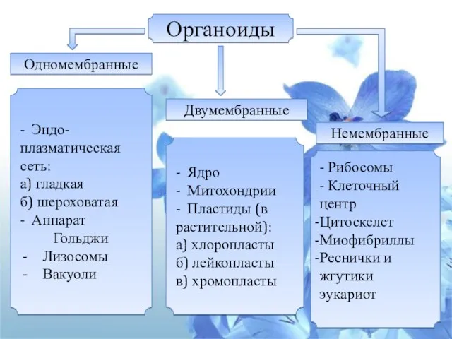 - Эндо- плазматическая сеть: а) гладкая б) шероховатая - Аппарат