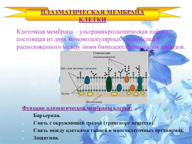 Клеточная мембрана – ультрамикроскопическая плёнка, состоящая из двух мономолекулярных слоев