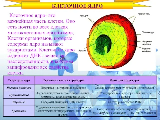 Клеточное ядро- это важнейшая часть клетки. Оно есть почти во