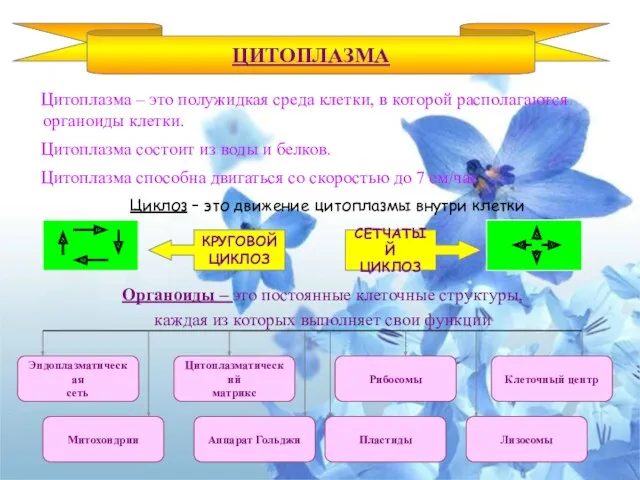 Цитоплазма – это полужидкая среда клетки, в которой располагаются органоиды