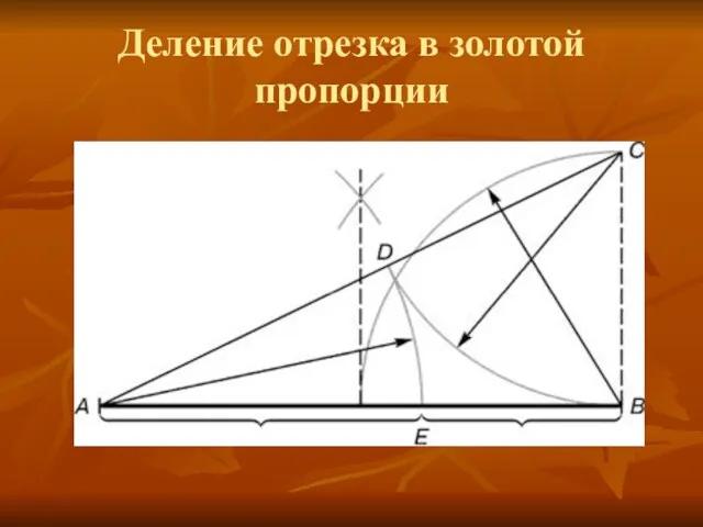 Деление отрезка в золотой пропорции