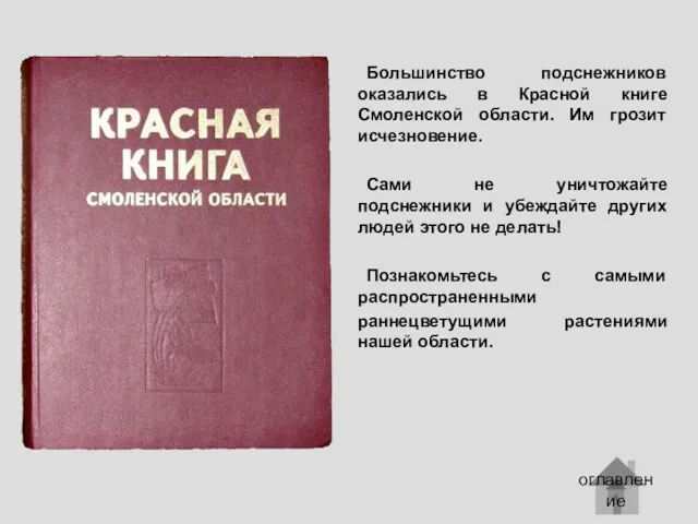 Большинство подснежников оказались в Красной книге Смоленской области. Им грозит