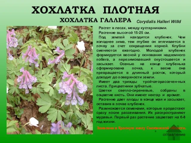 ХОХЛАТКА ПЛОТНАЯ ХОХЛАТКА ГАЛЛЕРА Corydalis Halleri Willd Растет в лесах,