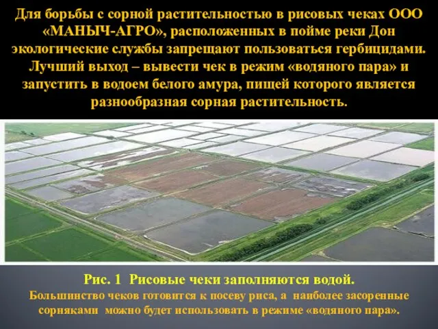 Для борьбы с сорной растительностью в рисовых чеках ООО «МАНЫЧ-АГРО», расположенных в пойме