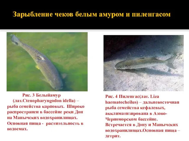 Зарыбление чеков белым амуром и пиленгасом Рис. 3 Белыйамур (лат.Ctenopharyngodon idella) –рыба семейства