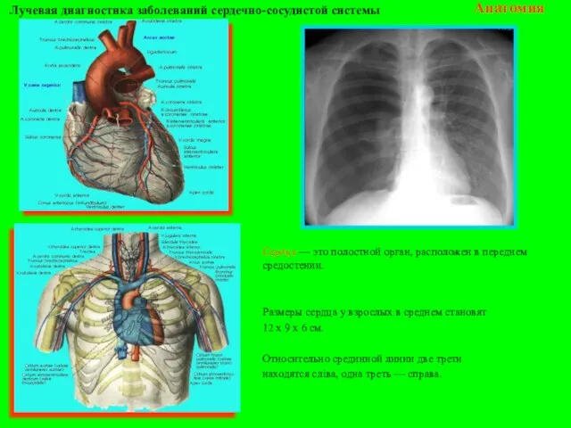 Сердце — это полостной орган, расположен в переднем средостении. Размеры