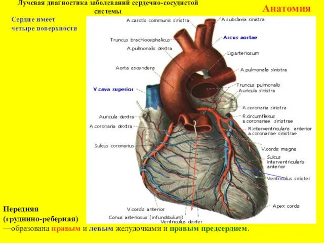 Лучевая диагностика заболеваний сердечно-сосудистой системы Анатомия Передняя (груднино-реберная) —образована правым