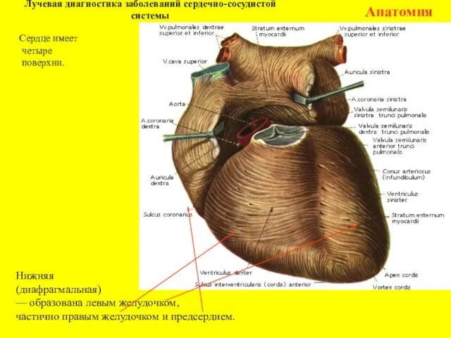Лучевая диагностика заболеваний сердечно-сосудистой системы Анатомия Нижняя (диафрагмальная) — образована