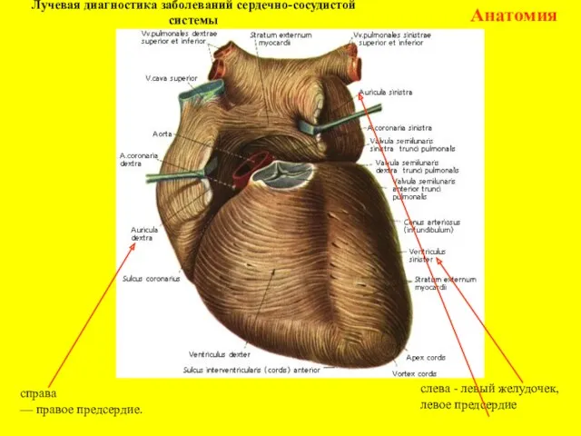 Лучевая диагностика заболеваний сердечно-сосудистой системы Анатомия справа — правое предсердие. слева - левый желудочек, левое предсердие