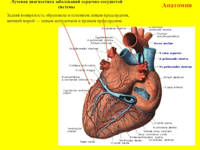 Лучевая диагностика заболеваний сердечно-сосудистой системы Анатомия Задняя поверхность образована в