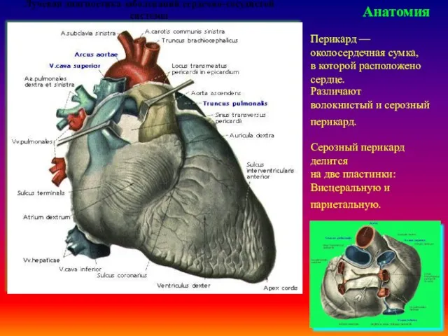 Лучевая диагностика заболеваний сердечно-сосудистой системы Анатомия Перикард — околосердечная сумка,