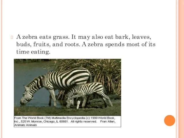 A zebra eats grass. It may also eat bark, leaves,