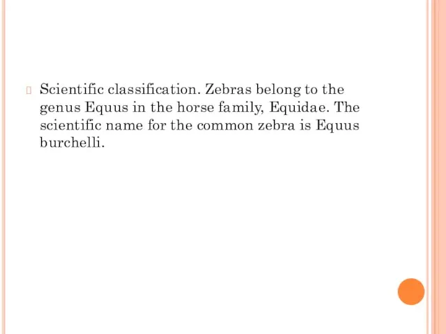 Scientific classification. Zebras belong to the genus Equus in the