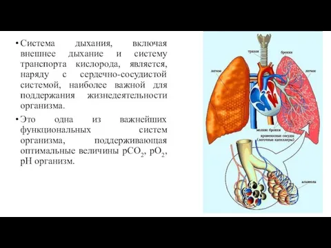 Система дыхания, включая внешнее дыхание и систему транспорта кислорода, является, наряду с сердечно-сосудистой
