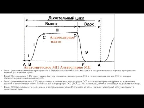 Фаза 1 (вентиляция мертвого пространства, A-B) представляет собой начало выдоха, в котором очищается