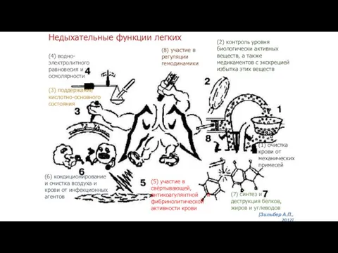 (1) очистка крови от механических примесей (2) контроль уровня биологически активных веществ, а