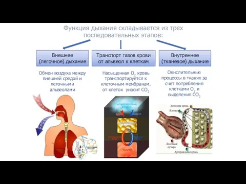 Функция дыхания складывается из трех последовательных этапов: Внешнее (легочное) дыхание Транспорт газов крови