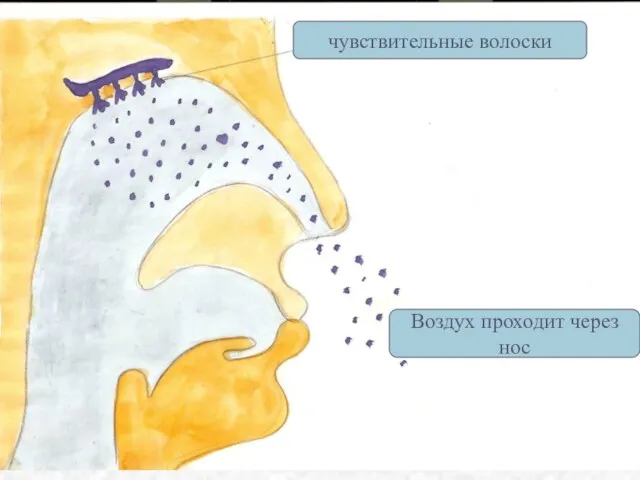 чувствительные волоски Воздух проходит через нос