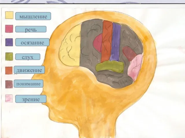 мышление речь осязание слух движение понимание зрение