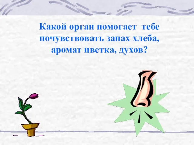 Какой орган помогает тебе почувствовать запах хлеба, аромат цветка, духов?