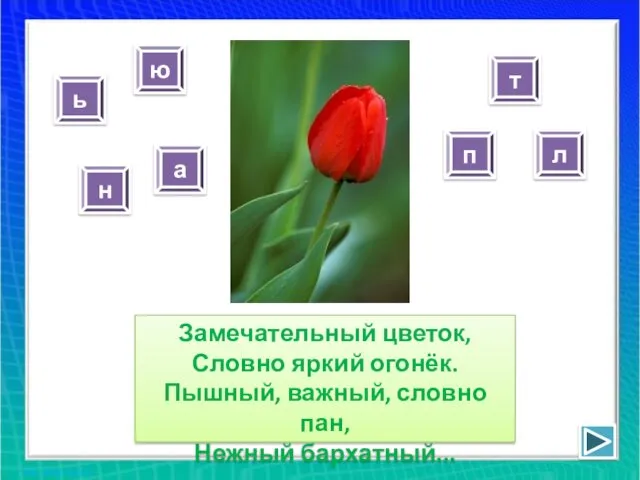 Замечательный цветок, Словно яркий огонёк. Пышный, важный, словно пан, Нежный