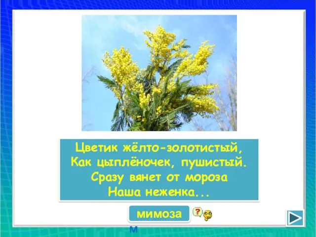 Цветик жёлто-золотистый, Как цыплёночек, пушистый. Сразу вянет от мороза Наша