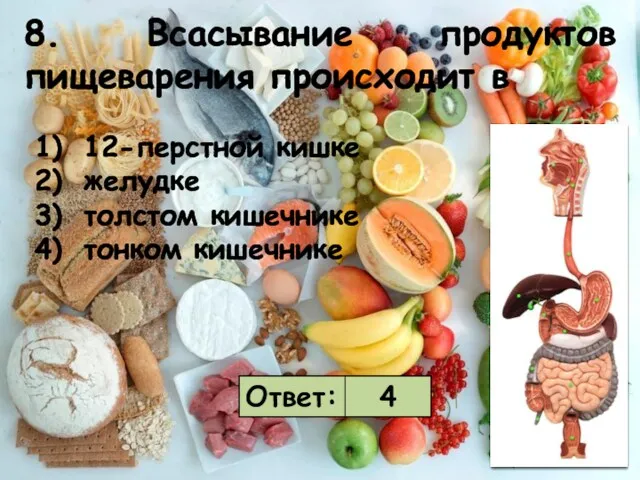 8. Всасывание продуктов пищеварения происходит в