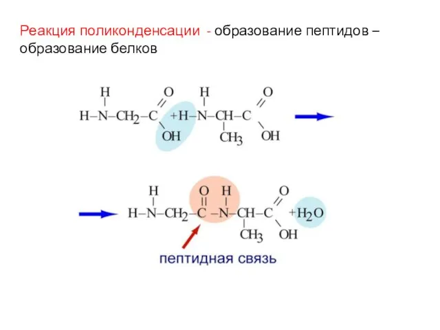 Реакция поликонденсации - образование пептидов – образование белков