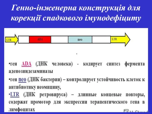 Генно-інженерна конструкція для корекції спадкового імунодефіциту