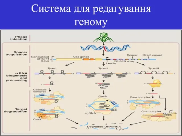 Система для редагування геному