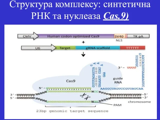 Структура комплексу: синтетична РНК та нуклеаза Cas.9)