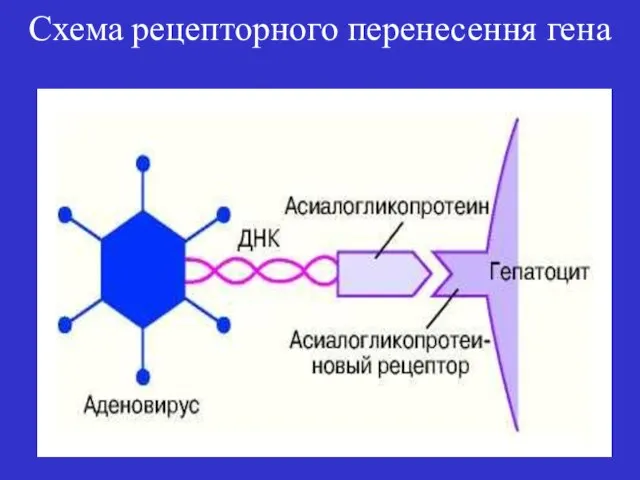 Схема рецепторного перенесення гена