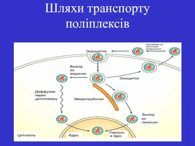 Шляхи транспорту поліплексів