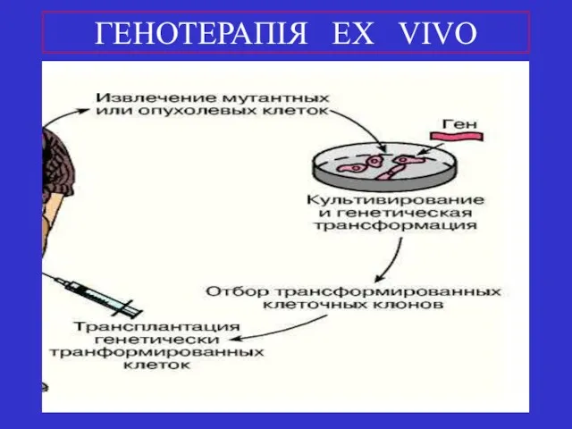 ГЕНОТЕРАПІЯ EX VIVO