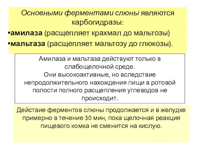 Основными ферментами слюны являются карбогидразы: амилаза (расщепляет крахмал до мальтозы)