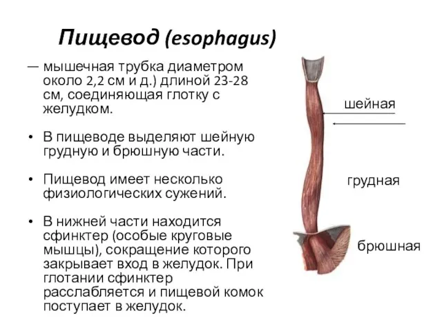 Пищевод (esophagus) — мышечная трубка диаметром около 2,2 см и