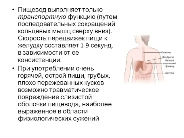 Пищевод выполняет только транспортную функцию (путем последовательных сокращений кольцевых мышц