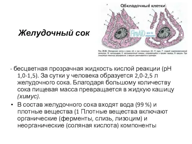 Желудочный сок - бесцветная прозрачная жидкость кислой реакции (рН 1,0-1,5).