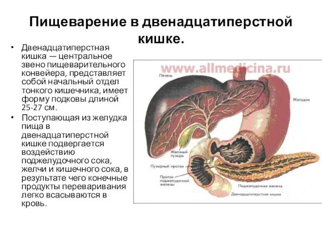 Пищеварение в двенадцатиперстной кишке. Двенадцатиперстная кишка — центральное звено пищеварительного