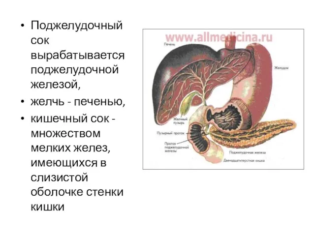 Поджелудочный сок вырабатывается поджелудочной железой, желчь - печенью, кишечный сок