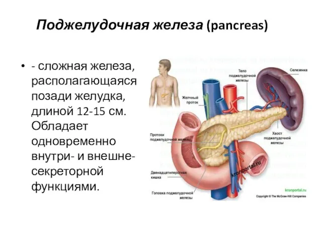 Поджелудочная железа (pancreas) - сложная железа, располагающаяся позади желудка, длиной