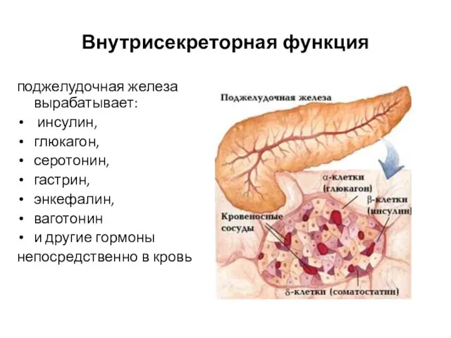 Внутрисекреторная функция поджелудочная железа вырабатывает: инсулин, глюкагон, серотонин, гастрин, энкефалин,