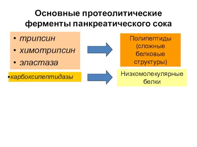 Основные протеолитические ферменты панкреатического сока трипсин химотрипсин эластаза карбоксипептидазы Полипептиды (сложные белковые структуры) Низкомолекулярные белки