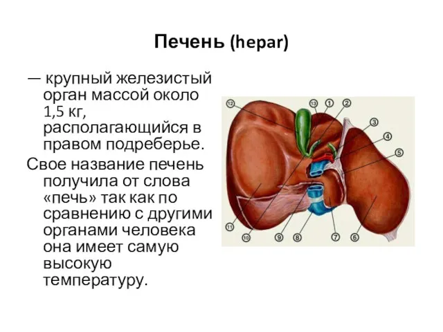 Печень (hepar) — крупный железистый орган массой около 1,5 кг,