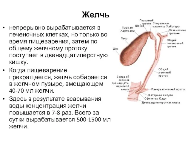 Желчь непрерывно вырабатывается в печеночных клетках, но только во время